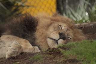 san diego zoo thumb